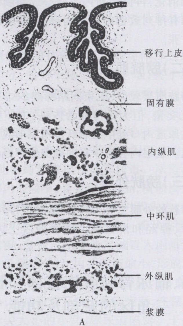 膀胱的組織結(jié)構(gòu)